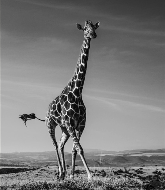 David Yarrow, ‘Tiny Dancer’, 2019, Photography, Silver Gelatin Print, Hilton Asmus