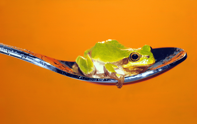 Young-Sung Kim, ‘Nothing.Life.Object (Frog on Spoon)’, 2015, Painting, Oil on canvas, Plus One Gallery