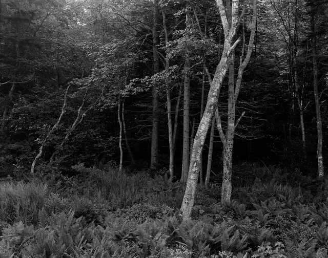 George Tice, ‘Woods, Port Clyde, Maine’, 1970, Photography, Silver Gelatin, Gallery 270