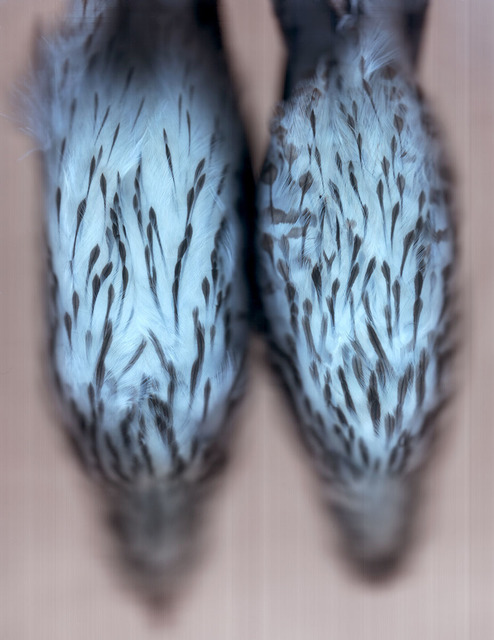 Ann Hamilton, ‘Cooper’s Hawk’, 2004, Light Work