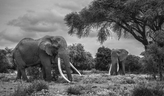 David Yarrow, ‘The Club House’, 2019, Fineart Oslo