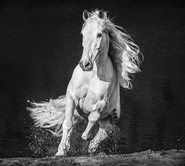 David Yarrow, ‘Horsepower’, 2020, Photography, Archival Pigment Print, Hilton Asmus