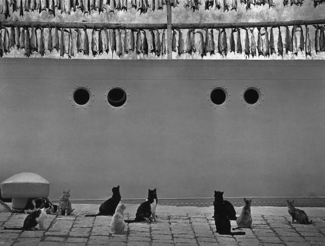 Pentti Sammallahti, ‘Iceland (Cats Looking Up at Hanging Fish)’, 1980, Photography, Gelatin Silver Print, Peter Fetterman Gallery