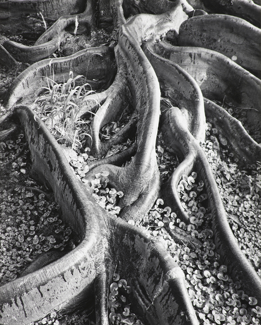 Ansel Adams, ‘Roots, Foster Garden, Honolulu, Hawaii ’, 1948, The Ansel Adams Gallery