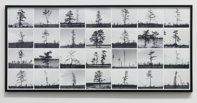 Nancy Holt, ‘Pine Barrens: Trees’, 1975, Photography, Composite inkjet print on archival rag paper, printed from video stills; printed 2012, Parafin