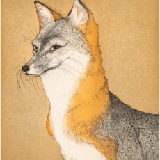 Beth Van Hoesen