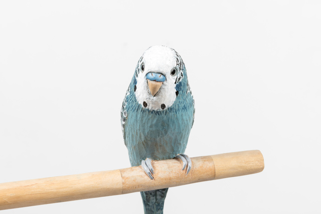 Claudette Schreuders, ‘Budgie’, 2017, Stevenson