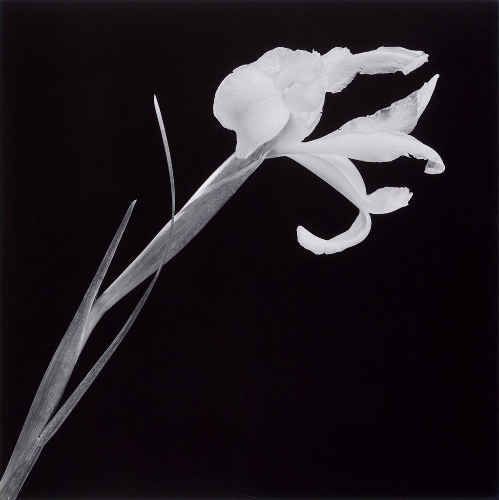 Robert Mapplethorpe - Iris