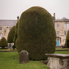 Susanna Howe