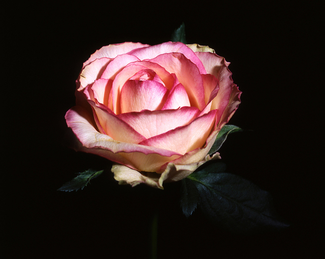 Rose #4