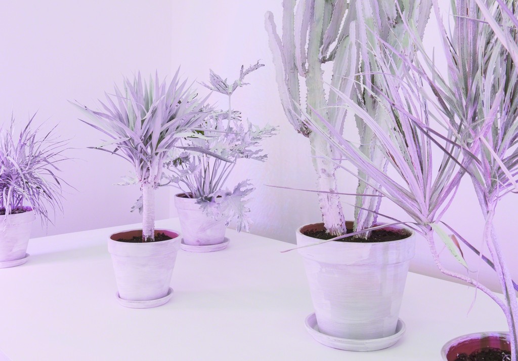 Andrew Dadson, 'House Plants' (detail), 2017, installation view from 'Site For Still Life', Contemporary Art Gallery, Vancouver, 2017. Courtesy the artist, David Kordansky Gallery and Galleria Franco Noero. Photography by SITE Photography Andrew Dadson, 'House Plants' (detail), 2017, installation view from 'Site For Still Life', Contemporary Art Gallery, Vancouver, 2017. Courtesy the artist, David Kordansky Gallery and Galleria Franco Noero. Photography by SITE Photography