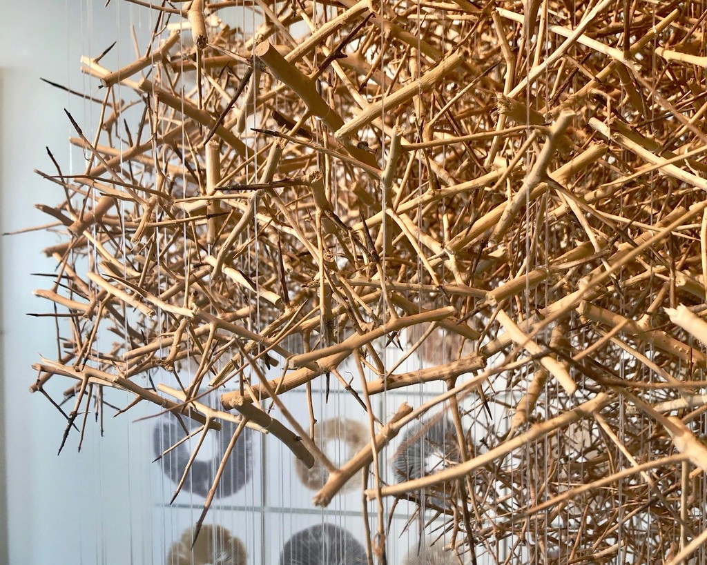 Detail of " Cloud of Thorns", an installation prepared in the studio for Le Salon Vert. It comprises some 6000 boiled and stripped blackthorn tied to over 300 strands of nylon fishing thread. It is arranged in 12 concentric circles. The form is the mushroom Amanita virosa – “the Destroying Angel” - deadly poisonous. It is suspended slightly above the ground like a cloud. Detail of " Cloud of Thorns", an installation prepared in the studio for Le Salon Vert. It comprises some 6000 boiled and stripped blackthorn tied to over 300 strands of nylon fishing thread. It is arranged in 12 concentric circles. The form is the mushroom Amanita virosa – “the Destroying Angel” - deadly poisonous. It is suspended slightly above the ground like a cloud.