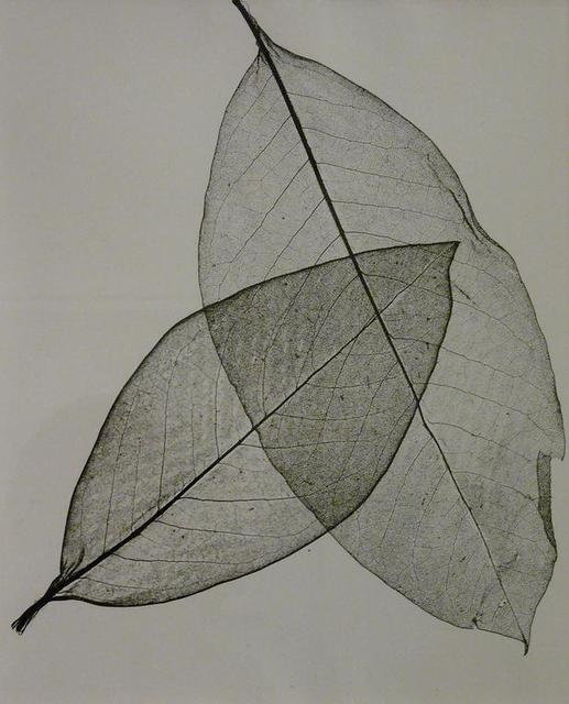 Herbert Matter, ‘Two Transparent Leaves’, 1945, James Barron Art