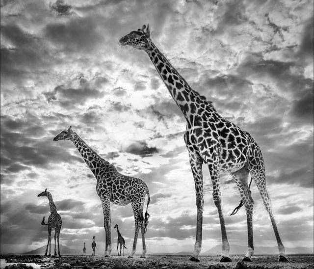 David Yarrow, ‘Keeping Up With the Crouches’, 2019, Hilton Asmus