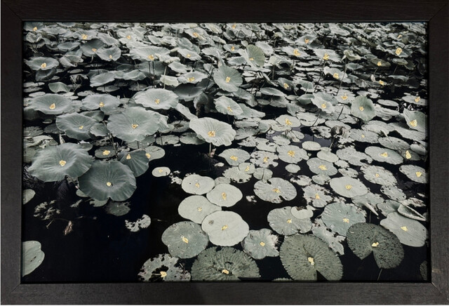 Unborn Lotus