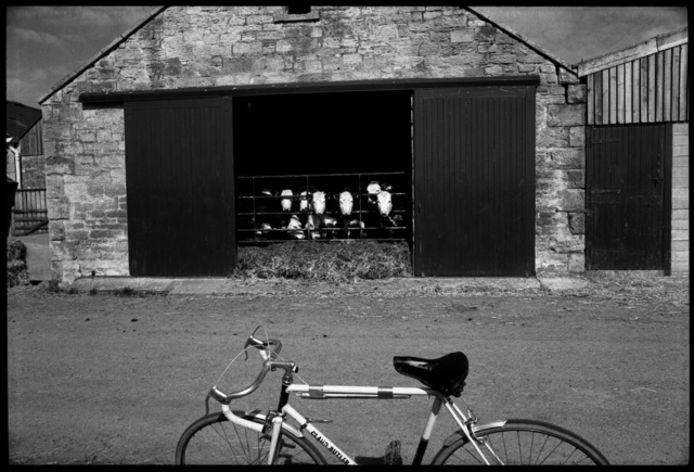 Ian Hoskin, ‘Cows at Farley's Farm’, ca. 1980, Photography, Canson Baryta Photographique 310 gsm paper, printed with archival inks, David Lolly Gallery