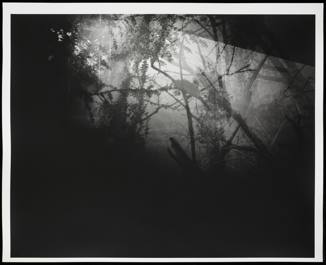 Erik Steffensen, ‘Botanical Garden/Bronx Zoo XII’, 2015, Photography, Black and white gelatin silver print, Galleri Bo Bjerggaard