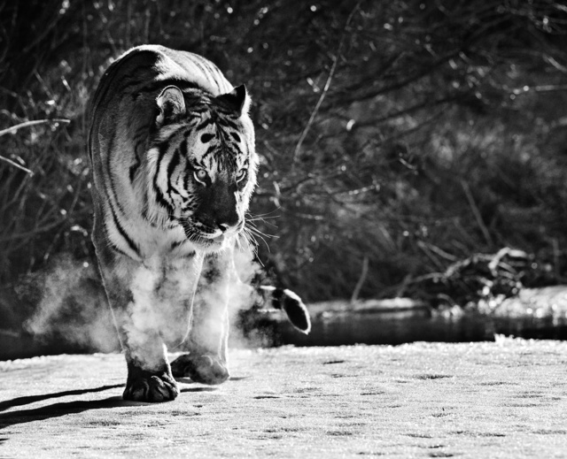 David Yarrow, ‘Eye Of The Tiger’, 2016, Isabella Garrucho Fine Art