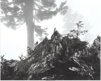 Tree, stump and mist, Northern Cascades, Washington