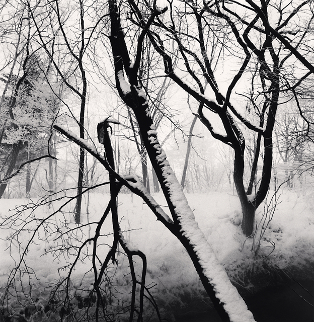 Michael Kenna, ‘Kawayu Forest, Study 1, Hokkaido, Japan’, 2014, G. Gibson Gallery