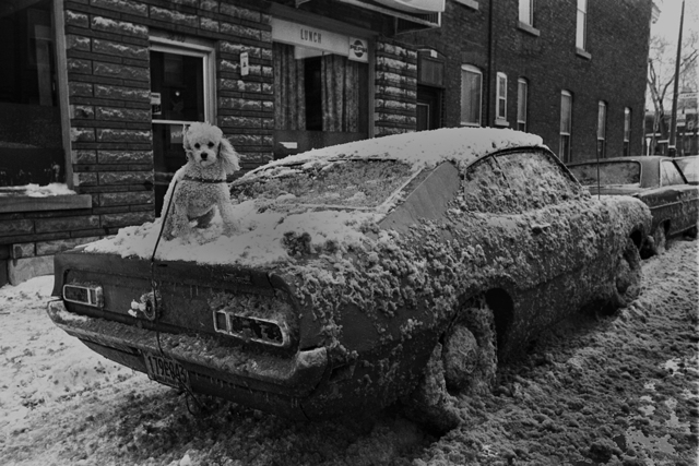Réjean Meloche, ‘Caniche’, 1975, The Print Atelier