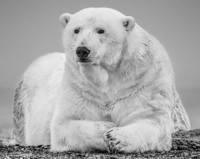 David Yarrow, ‘The Statesman II’, 2018, Photography, Archival Pigment Print, Hilton Asmus