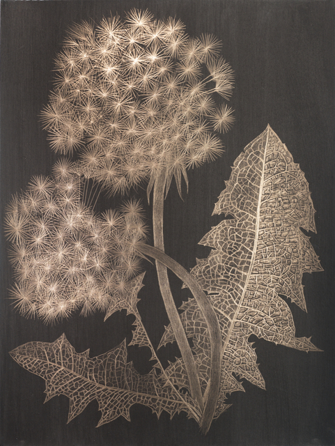 Margot Glass, ‘Two Dandelions (b)’, 2019, Garvey | Simon