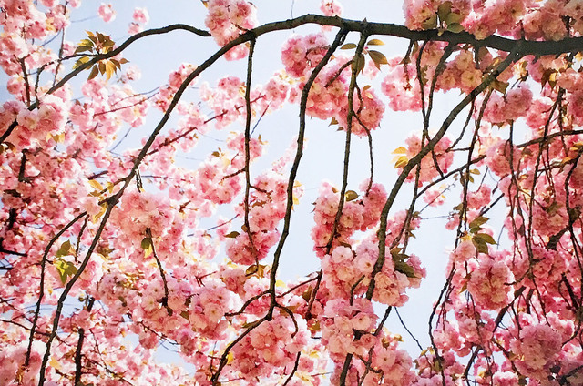 Susan Wides, ‘Cherry Blossom 2’, 2002, Madelyn Jordon Fine Art