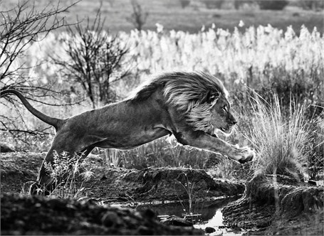 David Yarrow, ‘Evening Glory’, 2014, Isabella Garrucho Fine Art