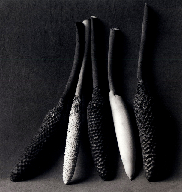 Flor Garduño, ‘Pistils’, 2000, Matthew Liu Fine Arts