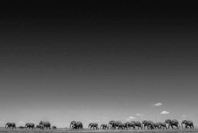 David Yarrow, ‘Life on Earth’, 2015, Photography, Archival Pigment Print, Maddox Gallery