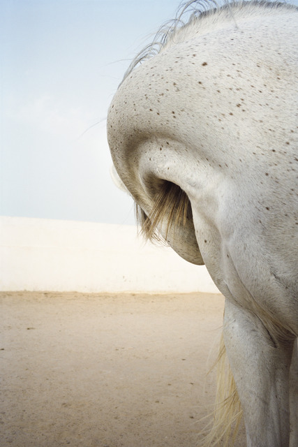 Jitka Hanzlová, ‘Untitled (Swan)’, 2011, Mai 36 Galerie