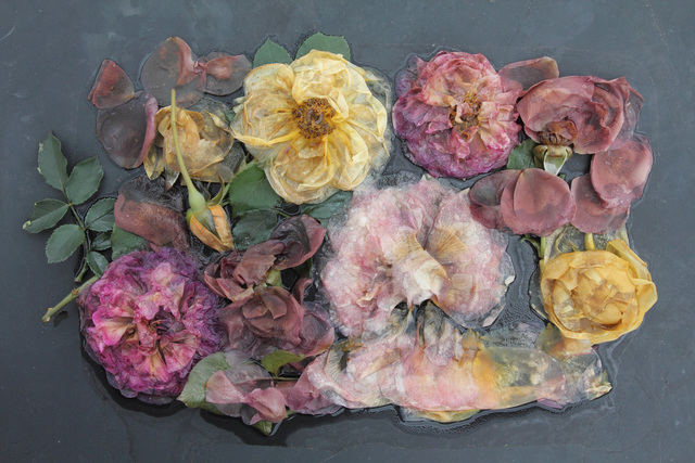 Mary Kocol, ‘Rose Plate Variety (from the Ghost Garden Series)’, 2013, Gallery NAGA