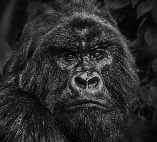 David Yarrow, ‘Kong’, ca. 2019, Samuel Lynne Galleries
