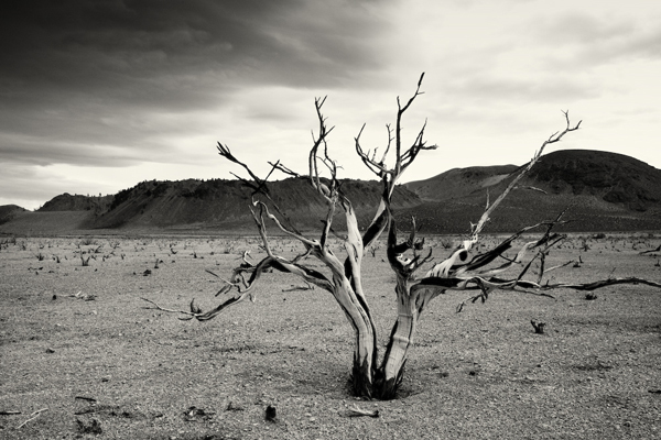 Cara Weston, ‘Burnt Bush, Mono Lake’, Weston Gallery