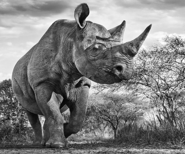 David Yarrow, ‘The Departed’, Kunsthuis Amsterdam