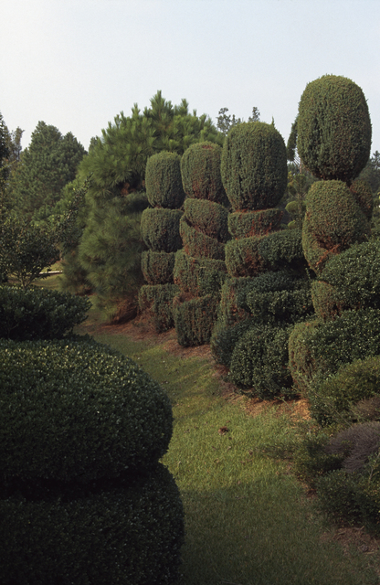 William Arnett, ‘Four Junipers’, 1997, Paulson Fontaine Press