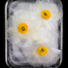 Iris Debelder