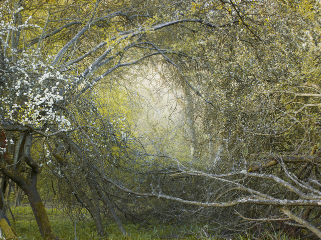 Leon Steele, ‘Heath #7’, 2010, Wren London