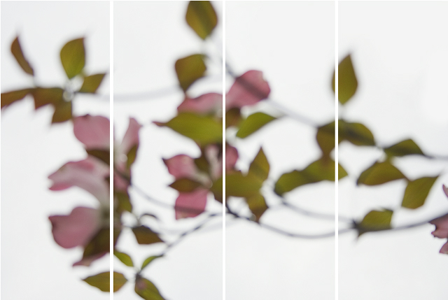 Jeri Eisenberg, ‘Dogwood Pink’, 2008, Carrie Haddad Gallery