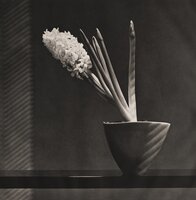 Hyacinth