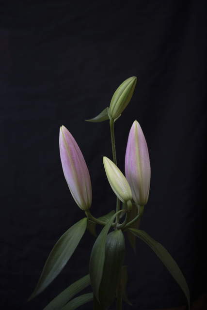 Takamitsu Sakamoto, ‘Nature is an uneven beauty No.12’, 2020, Print, Lumont printing, MvVO ART