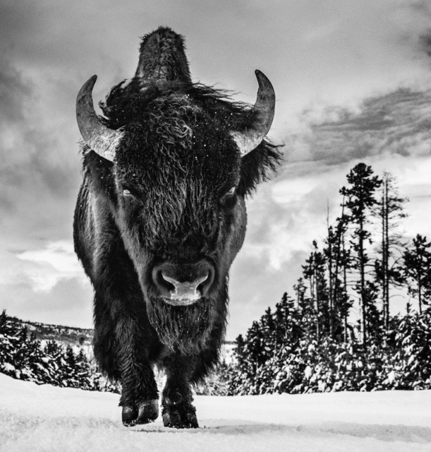 David Yarrow, ‘American Idol’, Kunsthuis Amsterdam