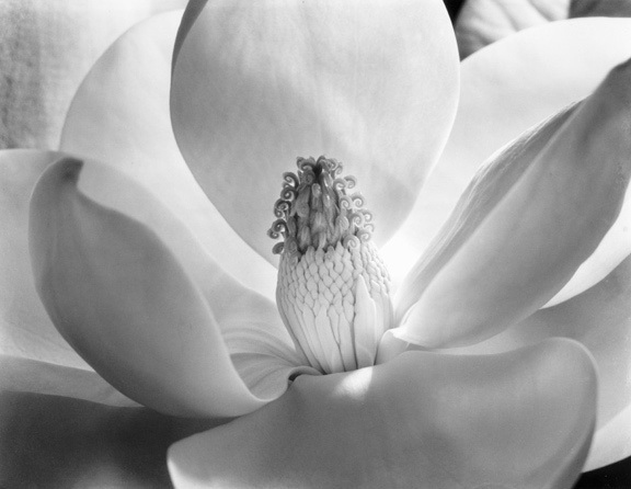 research paper on imogen cunningham research paper on imogen cunningham