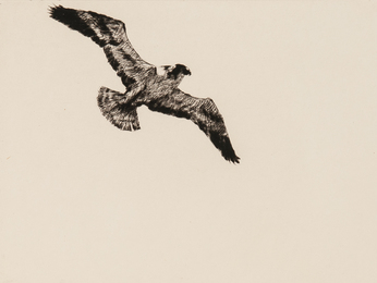 Soaring Fish Hawk