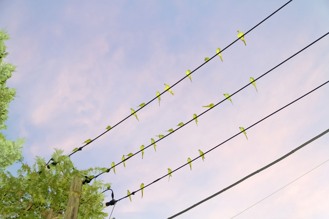 Yoshinori Mizutani, ‘Tokyo Parrots, 005’, 2013, Photography, Archival pigment print, Brownie Project