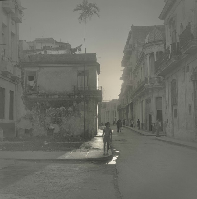Alexey Titarenko, ‘Palm Tree, Havana’, 2003, Nailya Alexander Gallery