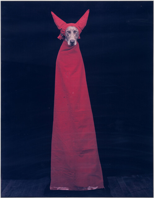 William Wegman - Artworks for Sale & More | Artsy