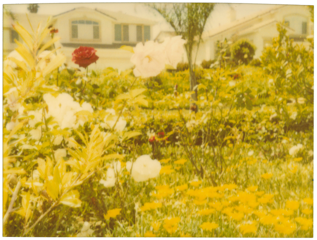 Stefanie Schneider, ‘Neighborhood Garden’, 2004, Photography, Analog C-Print, hand-printed by the artist on Fuji Crystal Archive Paper, based on a Polaroid, mounted on Aluminum with matte UV-Protection, Instantdreams