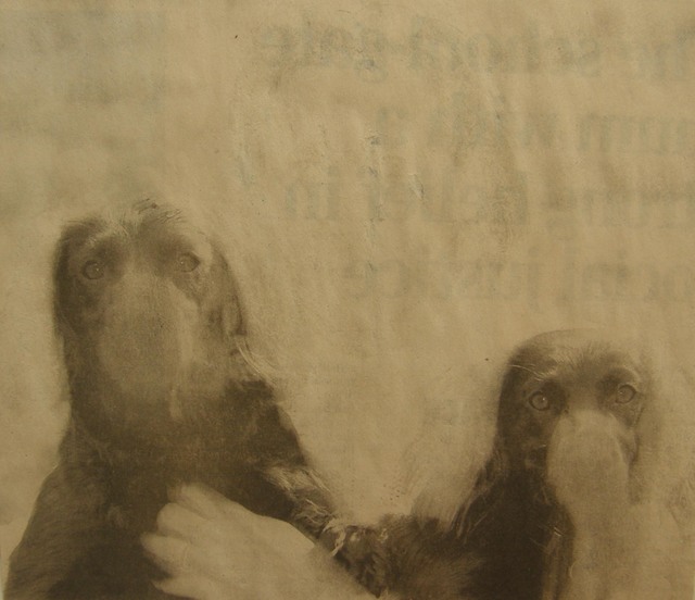 Matt Bryans, ‘Untitled (Two Dogs)’, 2005, Mireille Mosler Ltd.